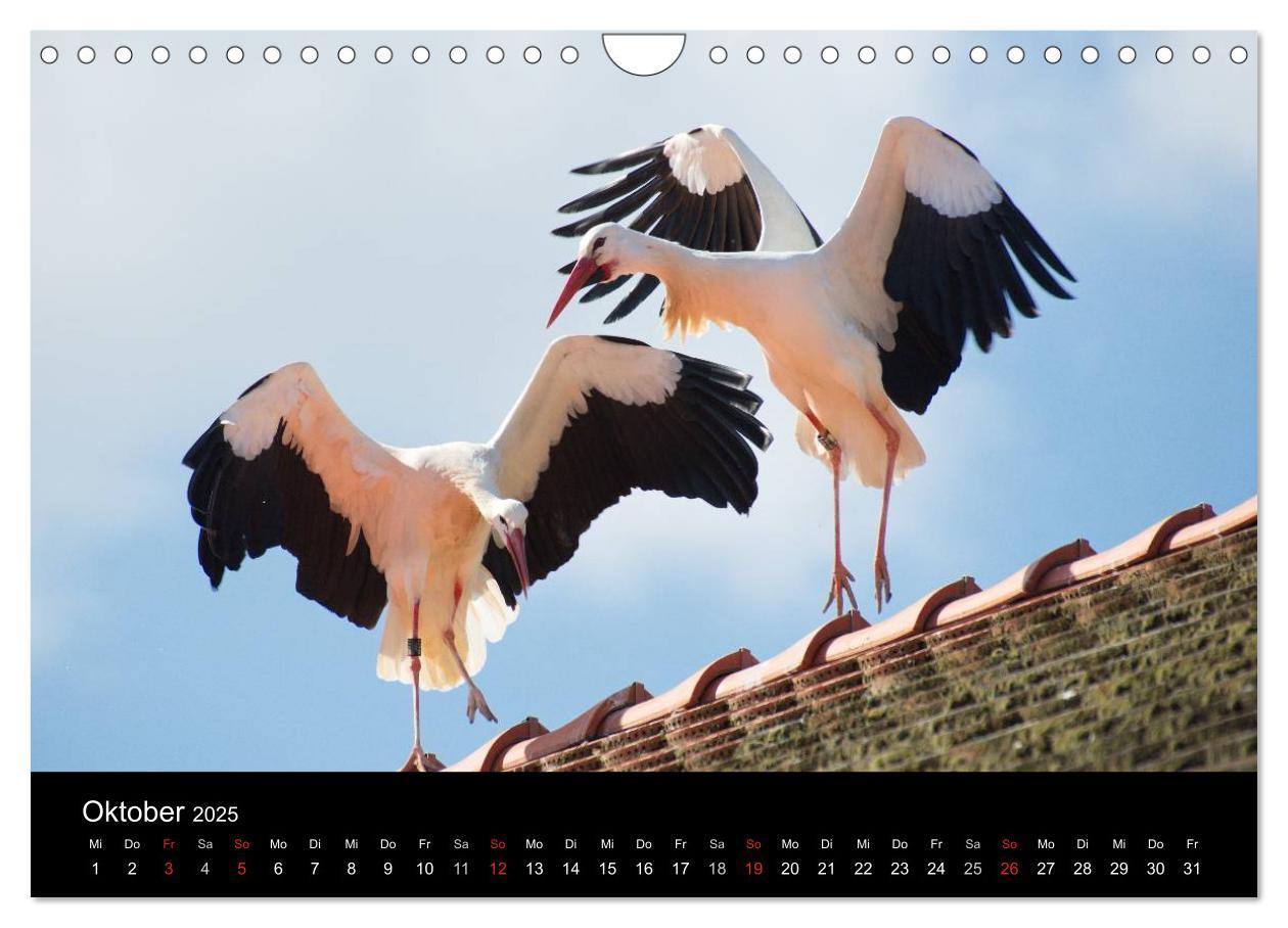 Bild: 9783435527823 | Ein Jahr bei den Störchen (Wandkalender 2025 DIN A4 quer), CALVENDO...