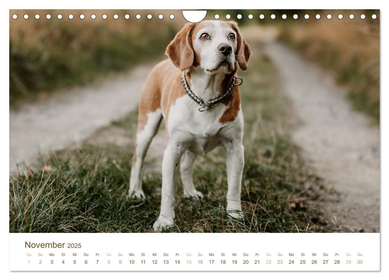 Bild: 9783435018499 | Beagle - Unser treuer Begleiter (Wandkalender 2025 DIN A4 quer),...