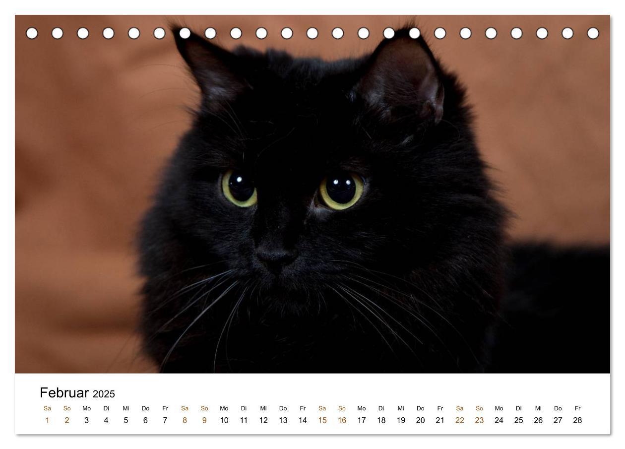 Bild: 9783435752904 | Ragdolls (Tischkalender 2025 DIN A5 quer), CALVENDO Monatskalender