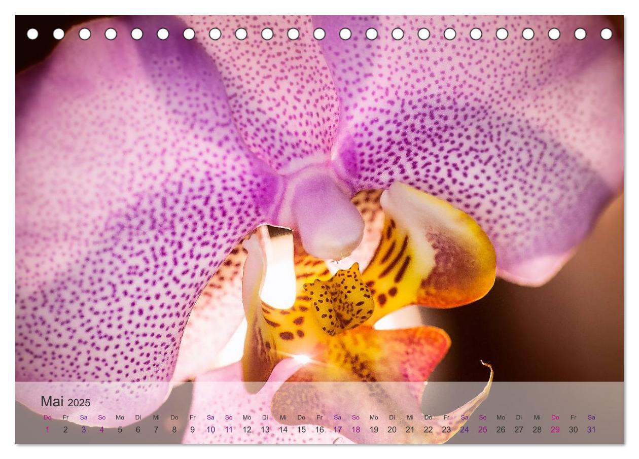 Bild: 9783435688425 | Phalaenopsis - die zauberhafte Welt der Orchideen (Tischkalender...