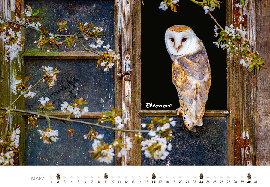 Bild: 9783966648141 | Eulen Kalender 2025 | J.-L. Klein (u. a.) | Kalender | Spiralbindung