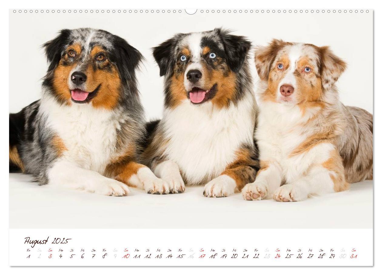 Bild: 9783435808779 | Wunderbare Australian Shepherds (Wandkalender 2025 DIN A2 quer),...