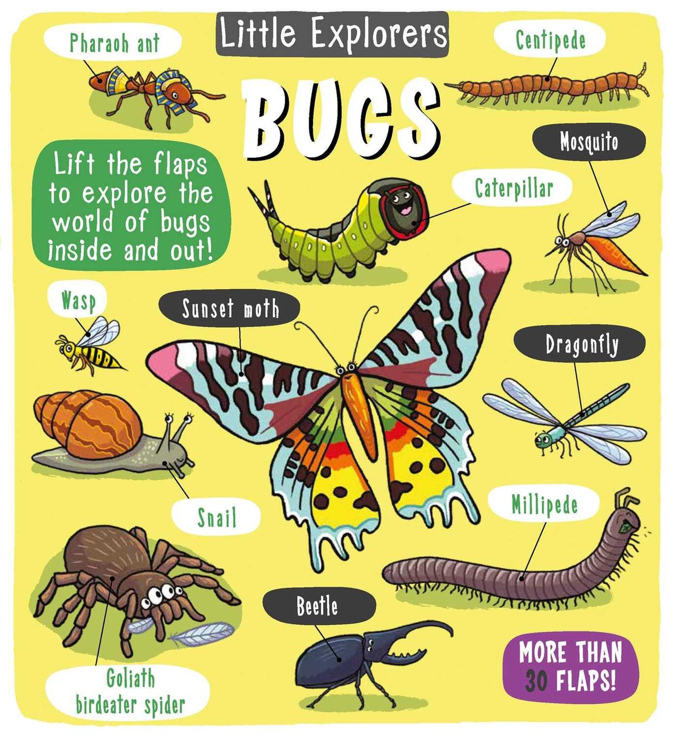 Cover: 9781499808872 | Little Explorers: Bugs | Little Bee Books | Buch | Little Explorers