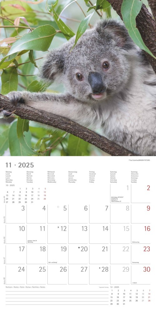 Bild: 4251732340759 | Alpha Edition - Koalas 2025 Broschürenkalender, 30x30cm,...