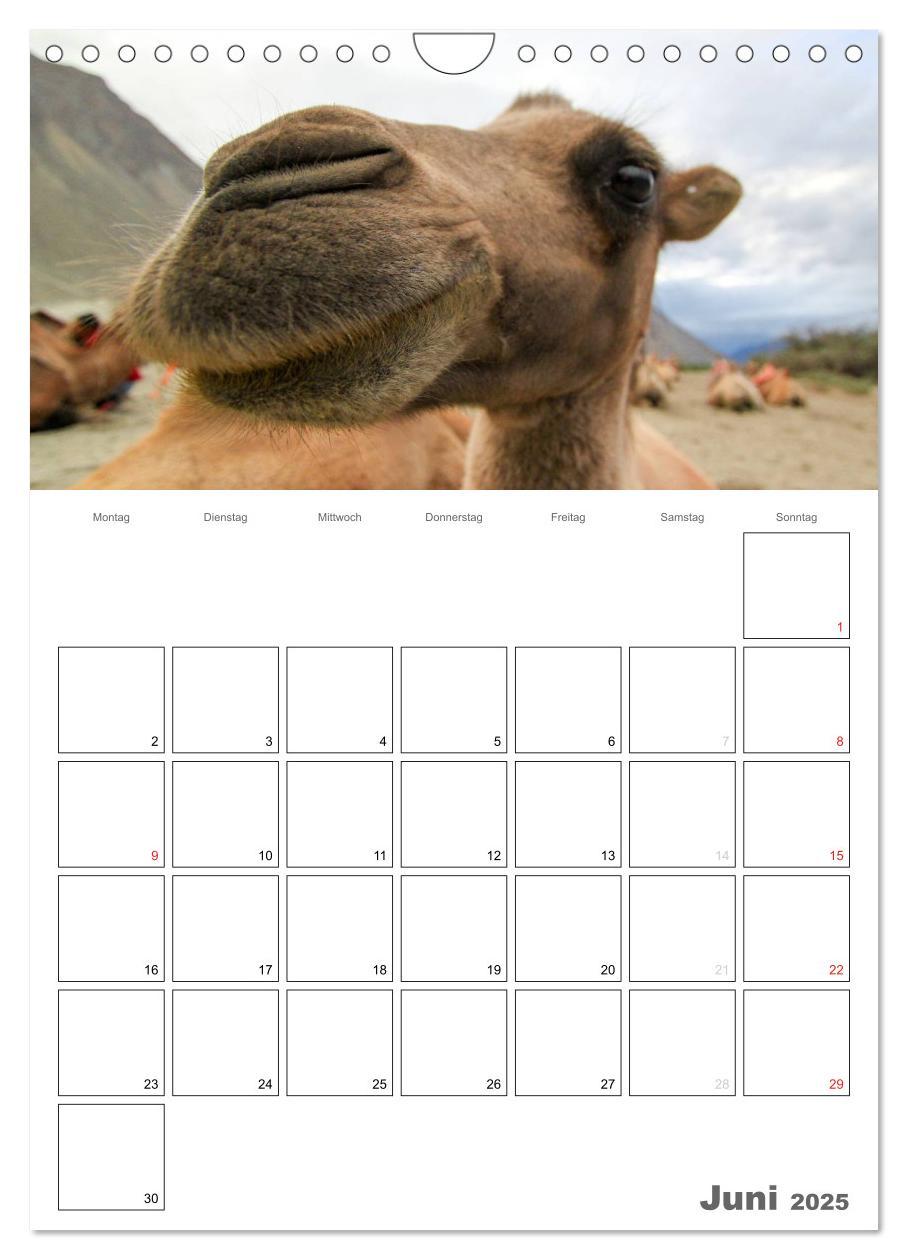 Bild: 9783457023358 | Kamel Porträt (Wandkalender 2025 DIN A4 hoch), CALVENDO Monatskalender