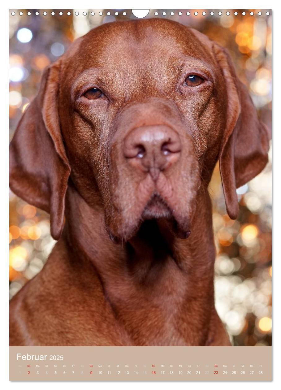 Bild: 9783457015742 | Magyar Vizsla im Portrait (Wandkalender 2025 DIN A3 hoch), CALVENDO...