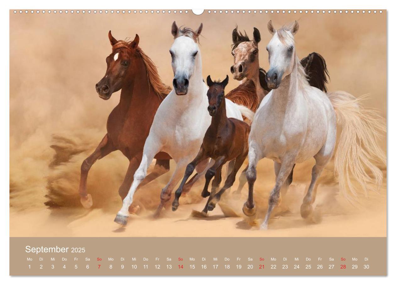 Bild: 9783435677948 | Pferde ¿ Araber im Wüstensand (hochwertiger Premium Wandkalender...