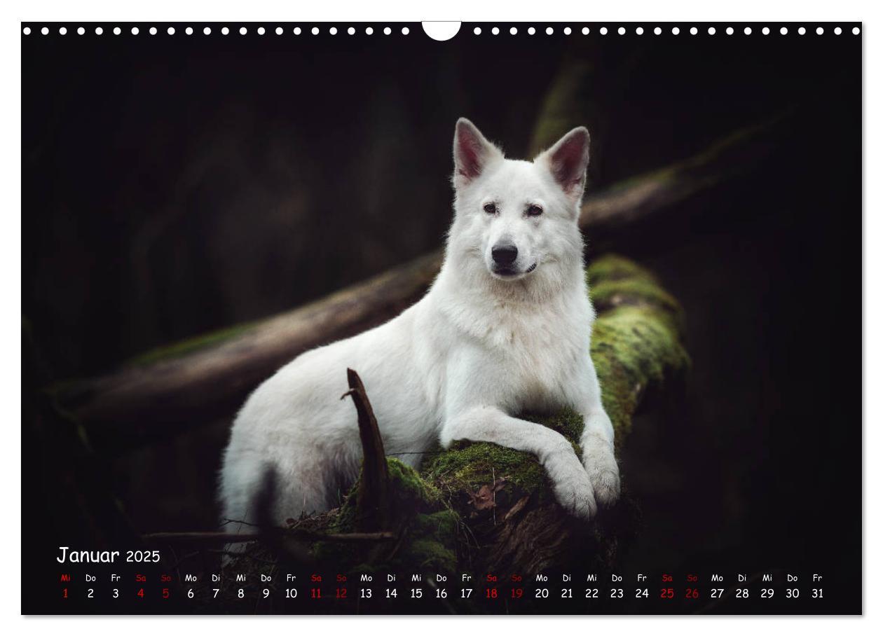 Bild: 9783435350988 | Schäferhunde und Ihre Vielfalt (Wandkalender 2025 DIN A3 quer),...