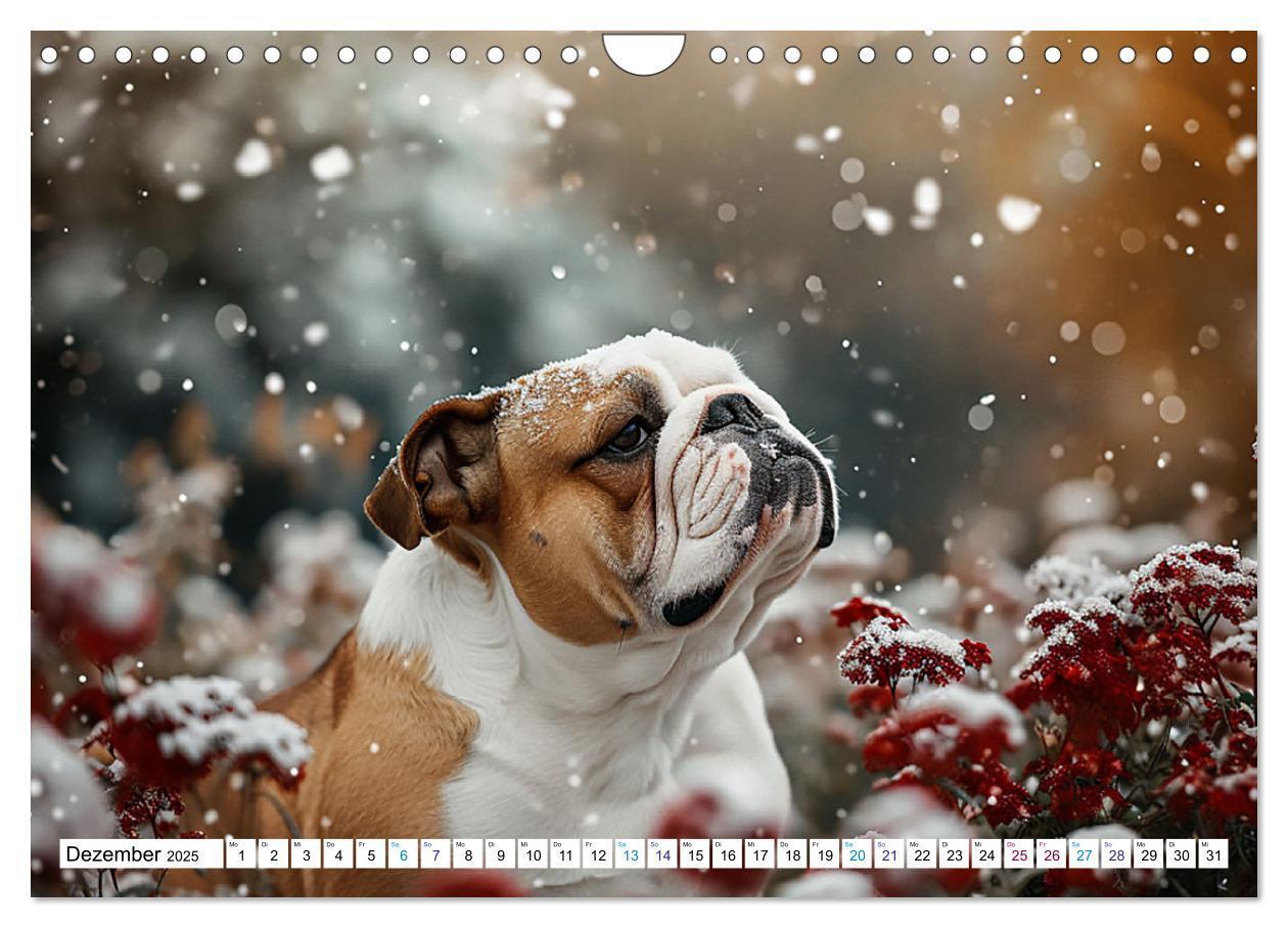 Bild: 9783383808050 | Englische Bulldoggen im Blütenmeer (Wandkalender 2025 DIN A4 quer),...