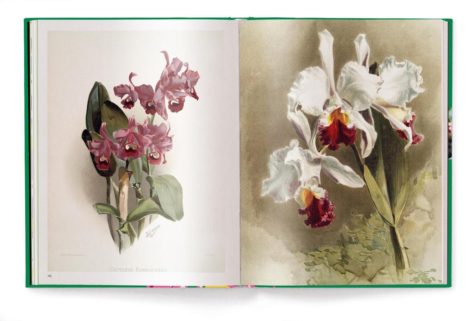 Bild: 9783961714827 | Floramour: Orchideen | FlorAmour | Teneues Verlag | Buch | 208 S.