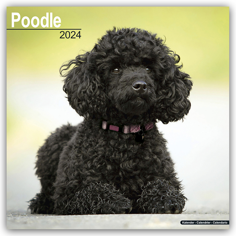 Cover: 9781804600801 | Poodle - Pudel 2024 - 16-Monatskalender | Avonside Publishing Ltd