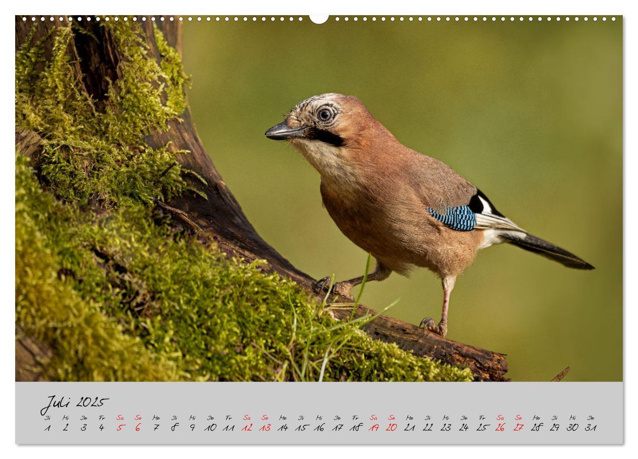 Bild: 9783435065479 | Bunte Vögel am Futterplatz (Wandkalender 2025 DIN A2 quer),...