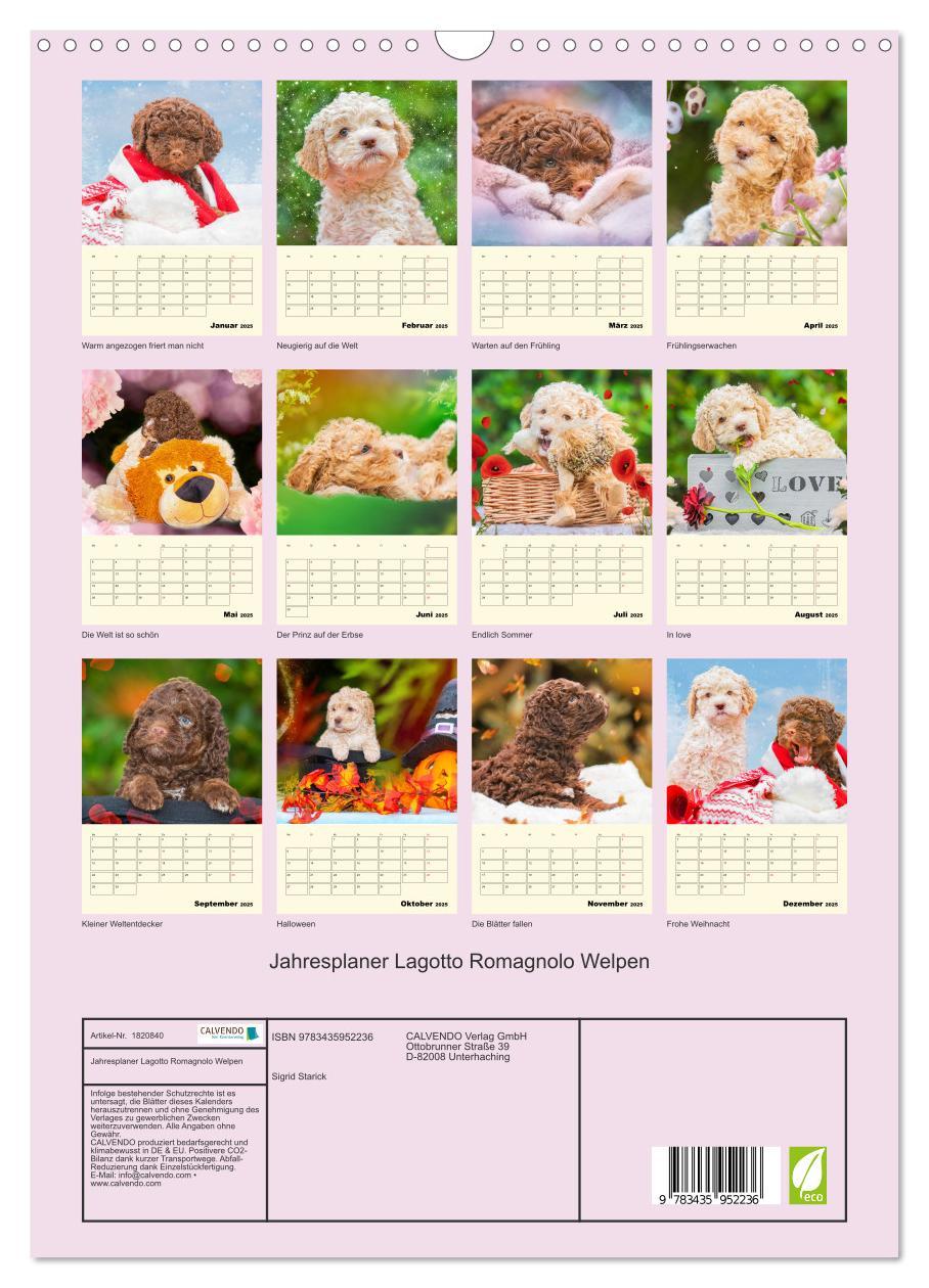 Bild: 9783435952236 | Jahresplaner Lagotto Romagnolo Welpen (Wandkalender 2025 DIN A3...