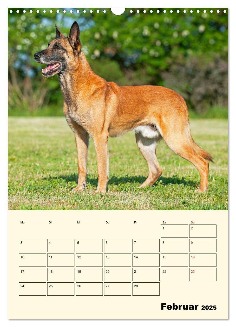 Bild: 9783435958788 | Familienplaner Tausendsassa Malinois (Wandkalender 2025 DIN A3...