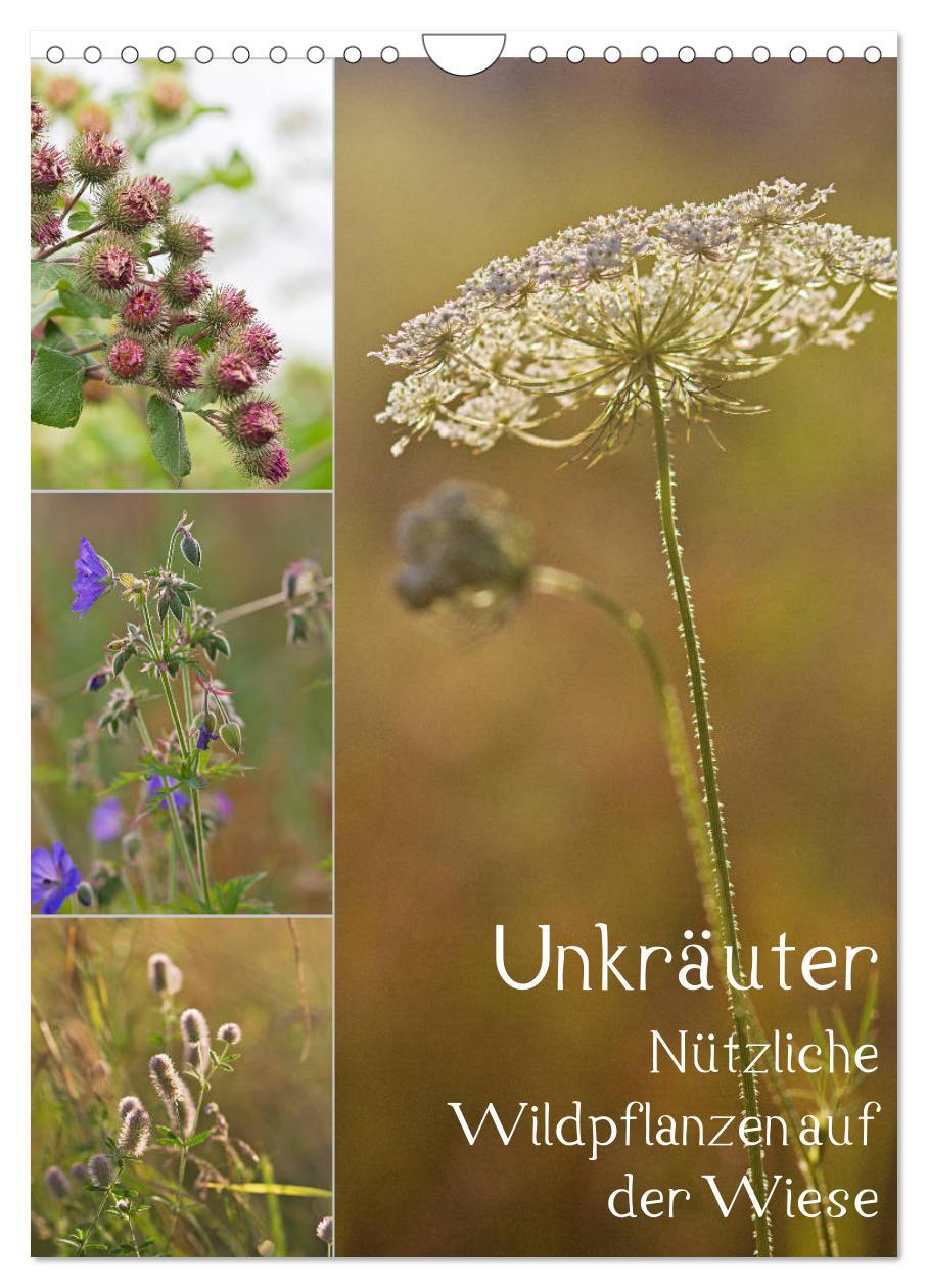 Cover: 9783457002261 | Unkräuter - Nützliche Wildpflanzen auf der Wiese (Wandkalender 2025...