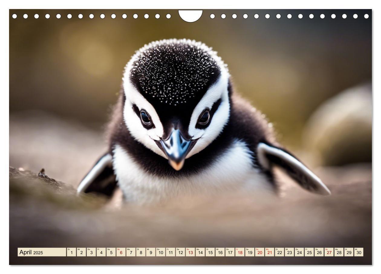 Bild: 9783383822766 | Kaiserpinguine - bezaubernde Frackträger (Wandkalender 2025 DIN A4...