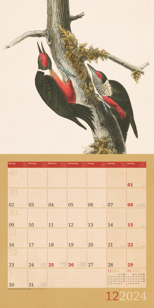 Bild: 9783838444086 | Welt der Vögel Kalender 2024 - 30x30 | Ackermann Kunstverlag | 28 S.