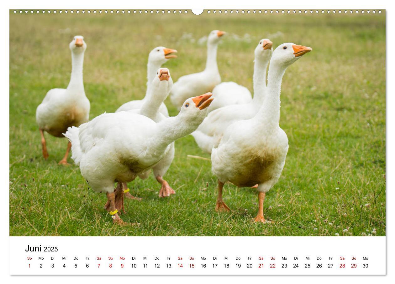 Bild: 9783435348459 | Alte Nutztierrassen 2025 (hochwertiger Premium Wandkalender 2025...