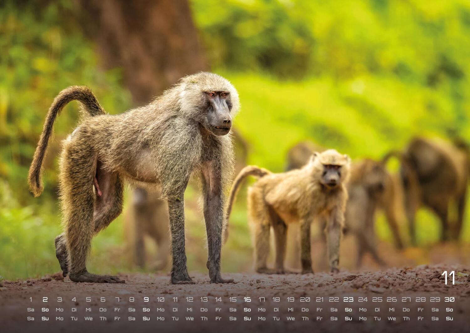 Bild: 9783986734374 | Afrikas Tierwelt - Der Tierkalender - 2025 - Kalender DIN A2 | de