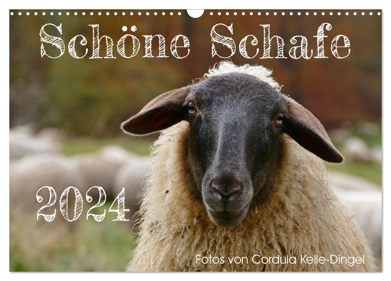 Cover: 9783675958074 | Schöne Schafe (Wandkalender 2024 DIN A3 quer), CALVENDO Monatskalender