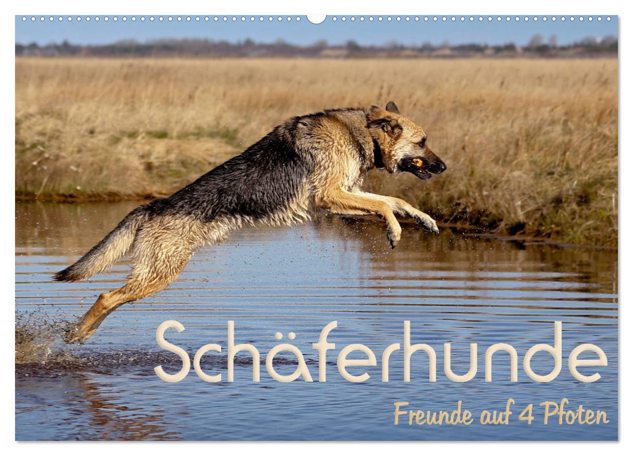 Cover: 9783383212796 | Schäferhunde - Freunde auf 4 Pfoten (Wandkalender 2024 DIN A2...