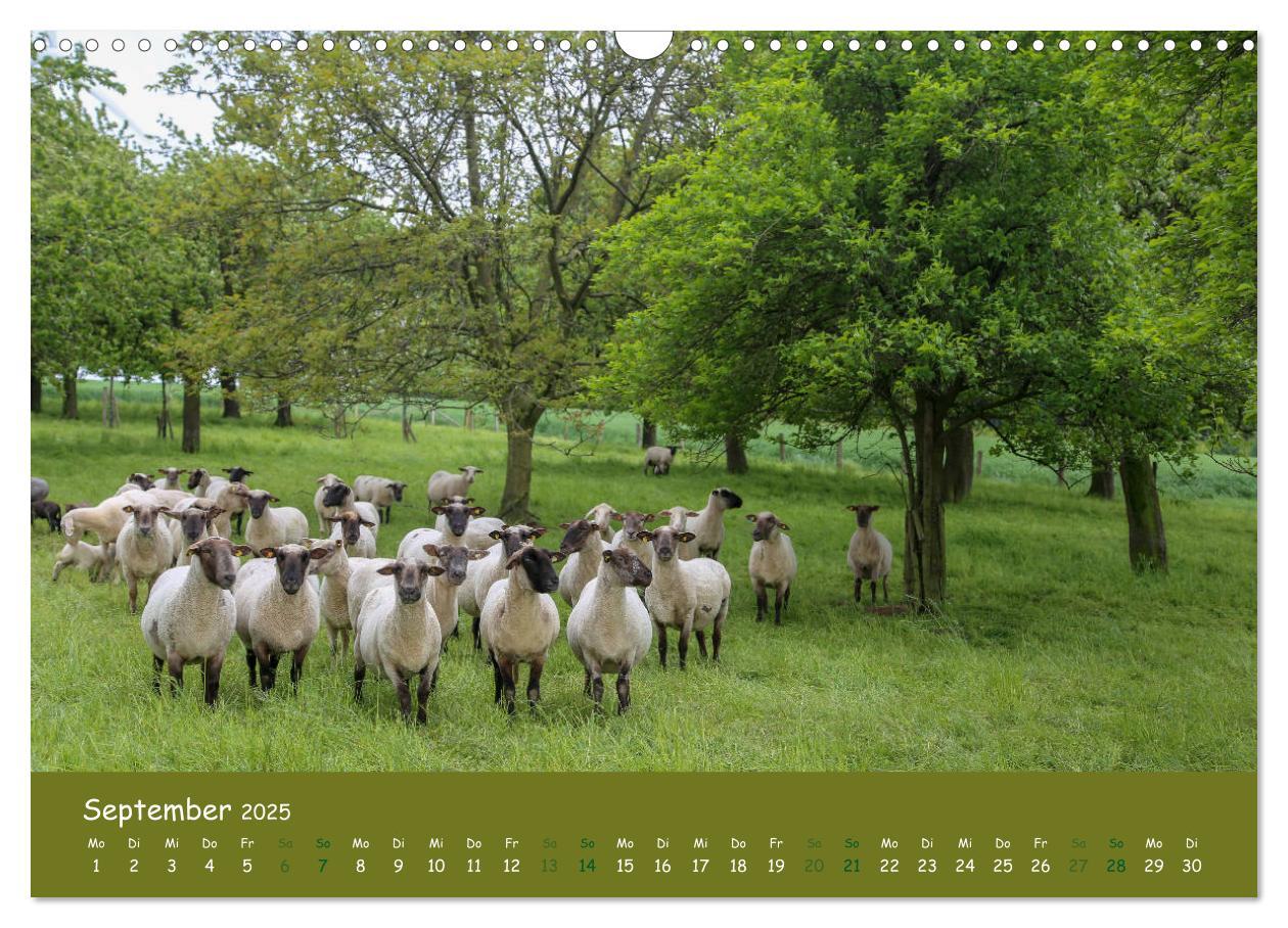 Bild: 9783435299843 | Steinkäuze (Athene noctua) (Wandkalender 2025 DIN A3 quer),...