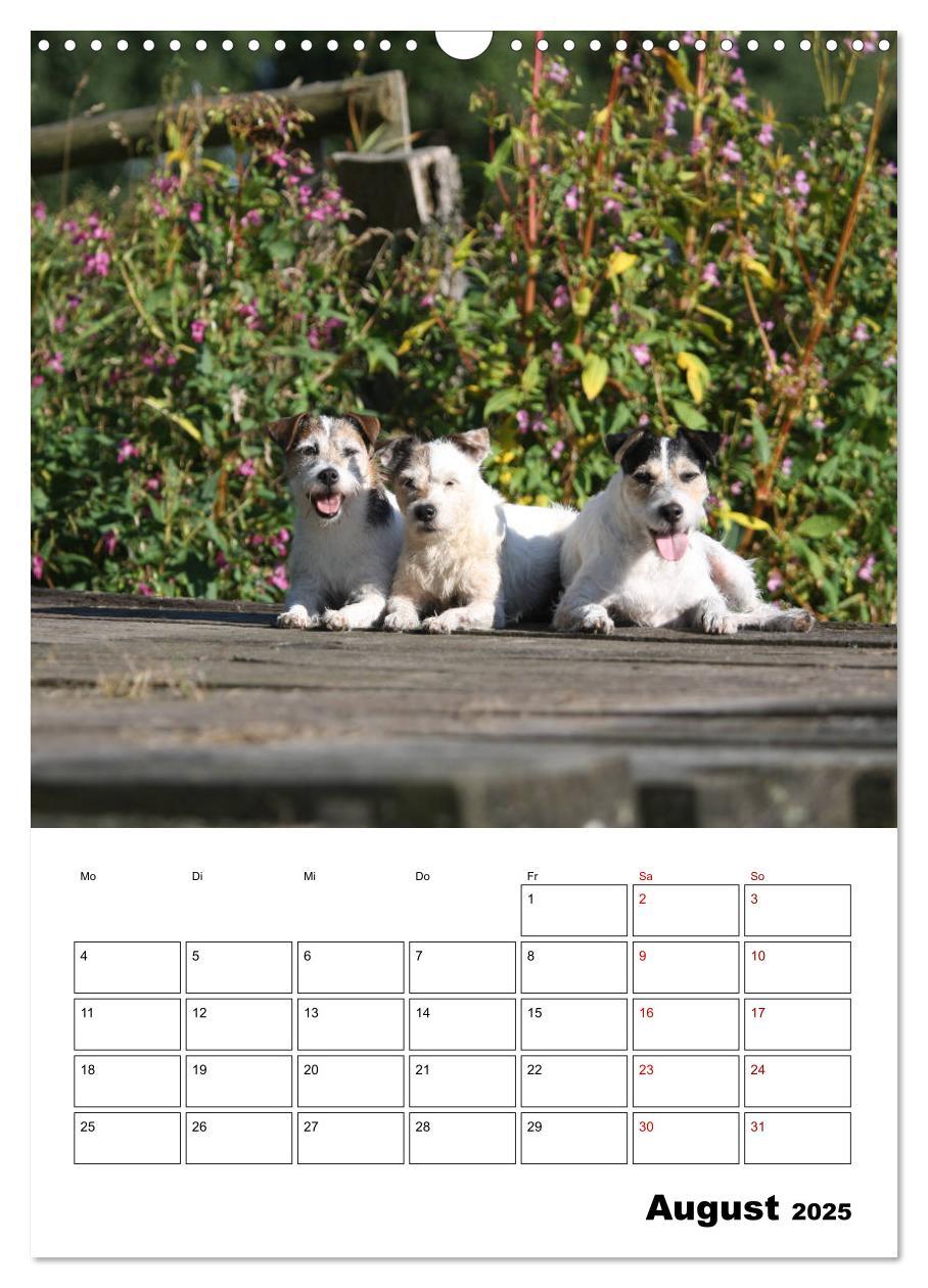 Bild: 9783435995592 | Tender Fellows - Parson Russell Terrier (Wandkalender 2025 DIN A3...