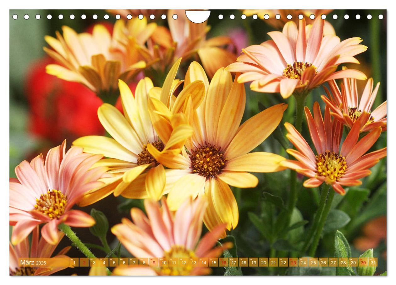 Bild: 9783435173181 | Beschwingte Blumenwelt (Wandkalender 2025 DIN A4 quer), CALVENDO...