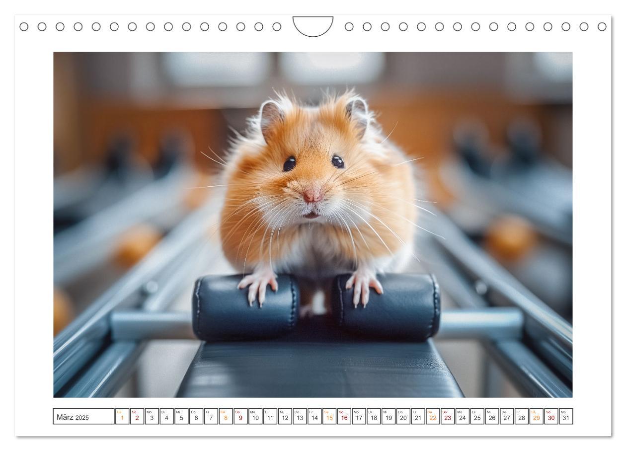 Bild: 9783435069958 | Lustige Hamster (Wandkalender 2025 DIN A4 quer), CALVENDO...