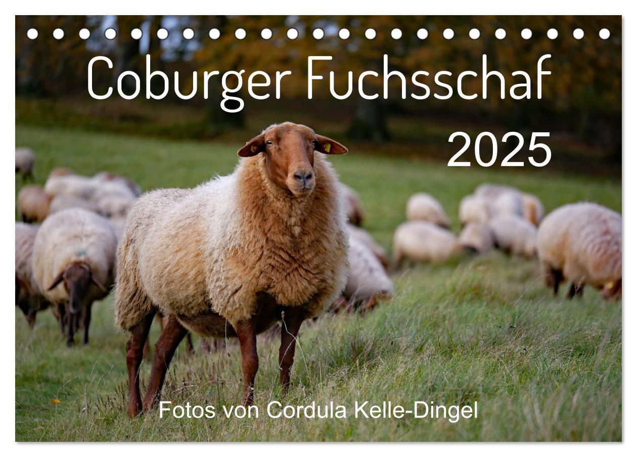 Cover: 9783435171767 | Coburger Fuchsschaf (Tischkalender 2025 DIN A5 quer), CALVENDO...