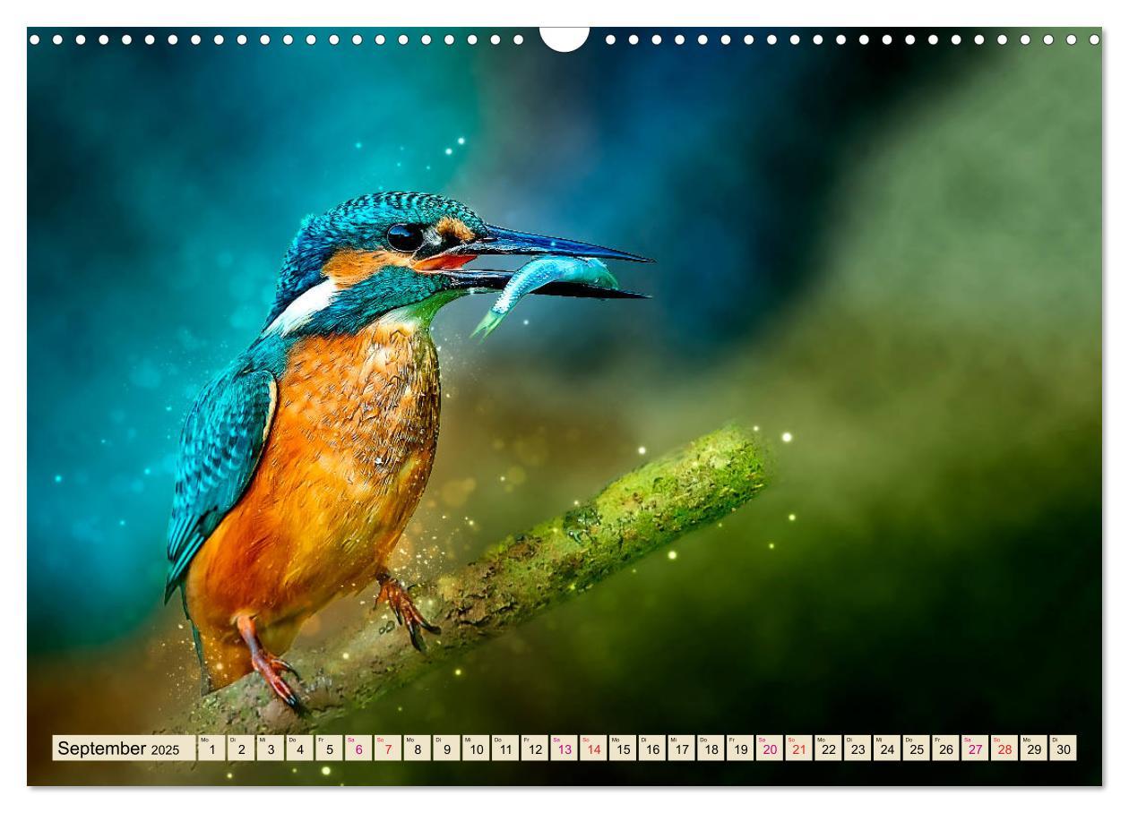 Bild: 9783435333684 | Wunderschöner Eisvogel (Wandkalender 2025 DIN A3 quer), CALVENDO...