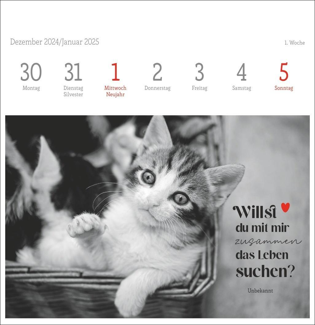 Bild: 9783756408160 | Monika Wegler: Katzen Weisheiten Premium-Postkartenkalender 2025