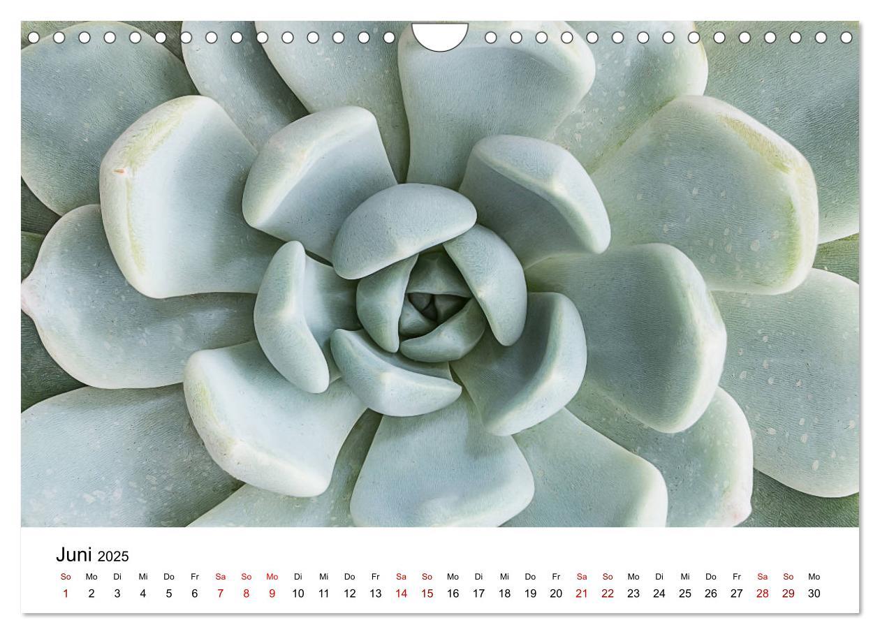 Bild: 9783435292066 | Sukkulenten Galerie (Wandkalender 2025 DIN A4 quer), CALVENDO...