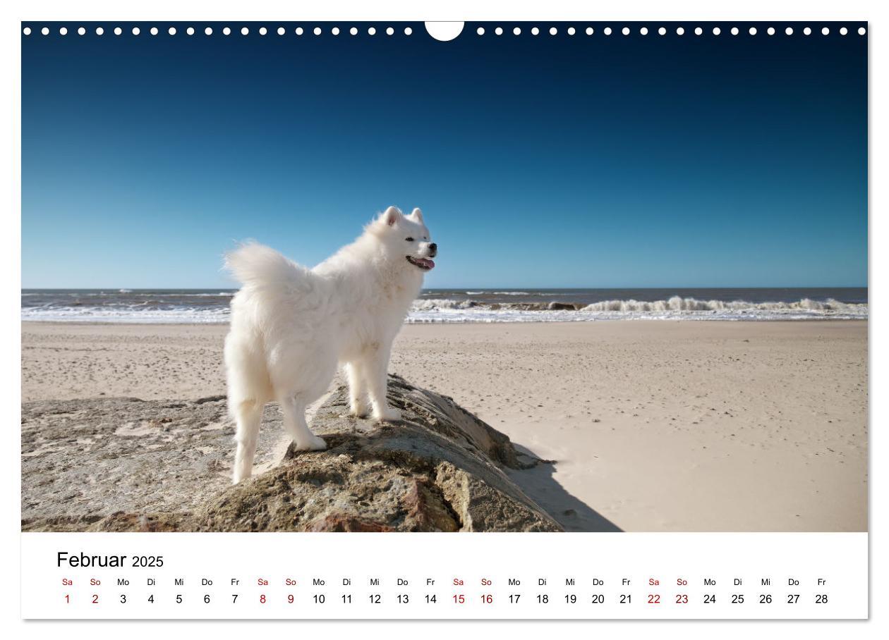 Bild: 9783435016099 | Ein Samojede am Meer (Wandkalender 2025 DIN A3 quer), CALVENDO...