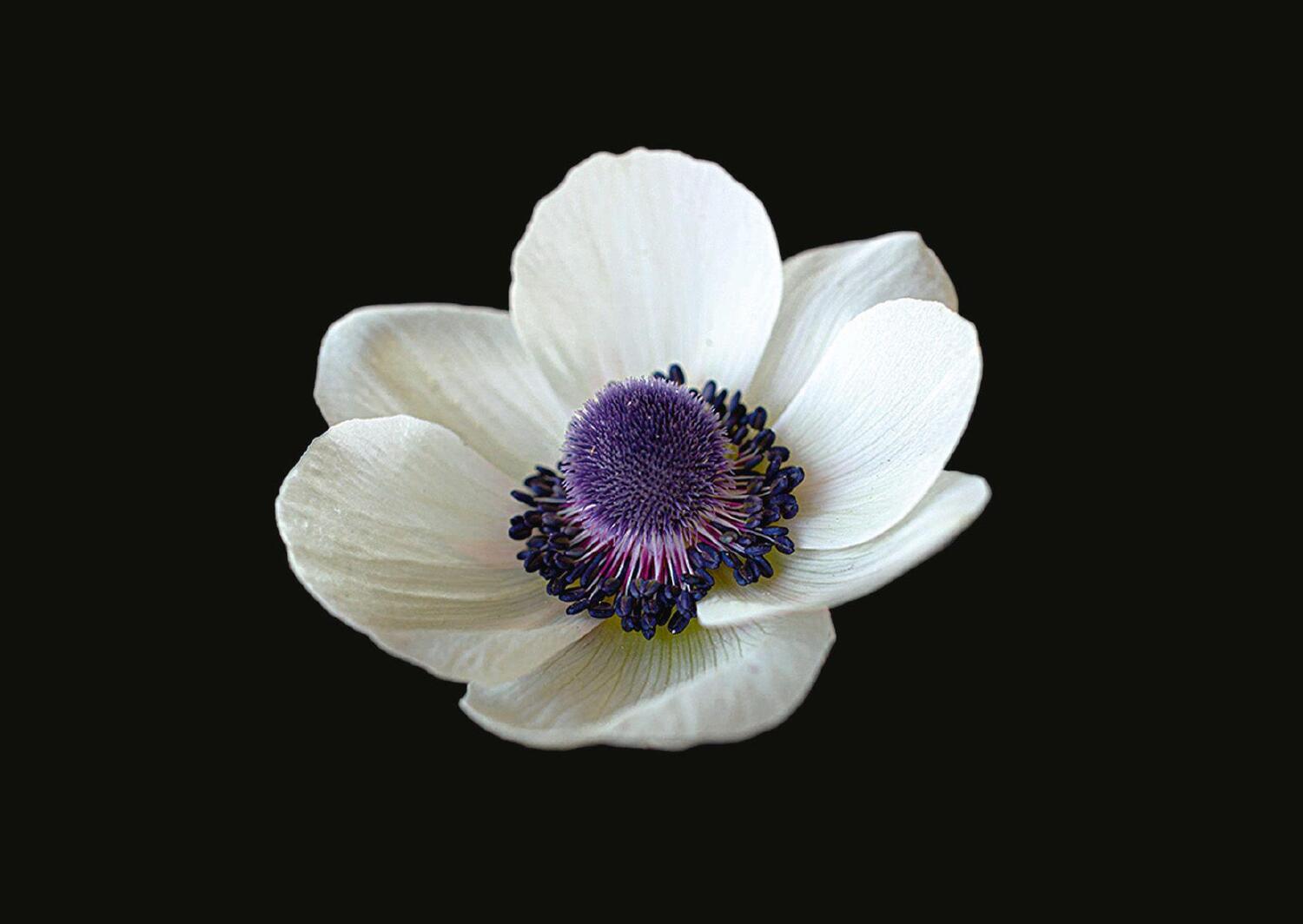 Bild: 9783949070136 | The Blooming Book | Flamboyant Flowers - 100 atemberaubende Blumen