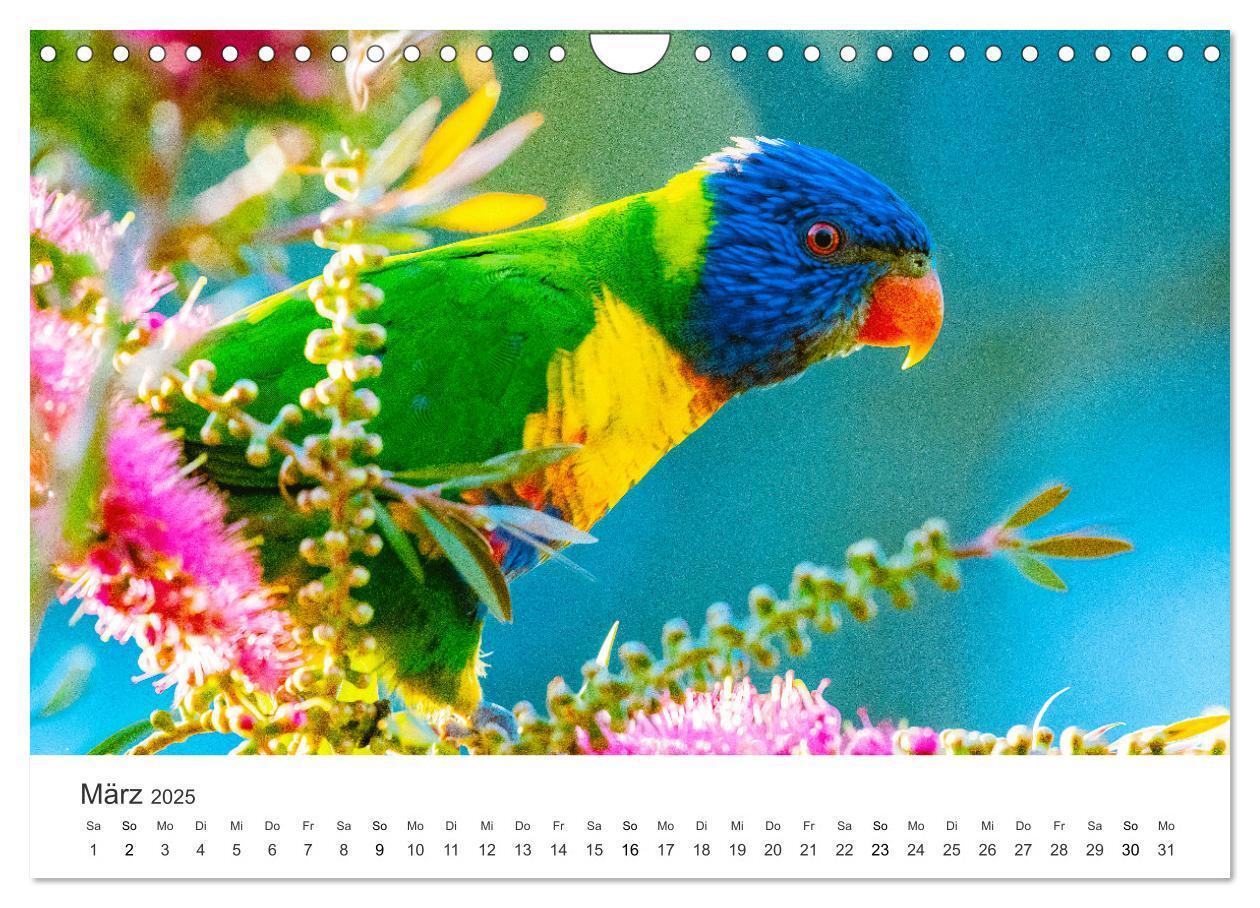 Bild: 9783435041466 | Vogelwelt - Die Könige der Lüfte. (Wandkalender 2025 DIN A4 quer),...