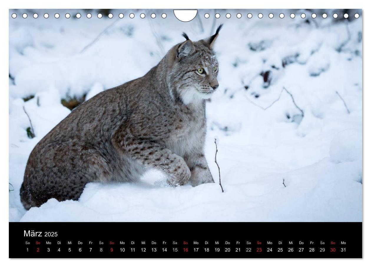 Bild: 9783435606146 | Luchse - Europas größte Katzen (Wandkalender 2025 DIN A4 quer),...