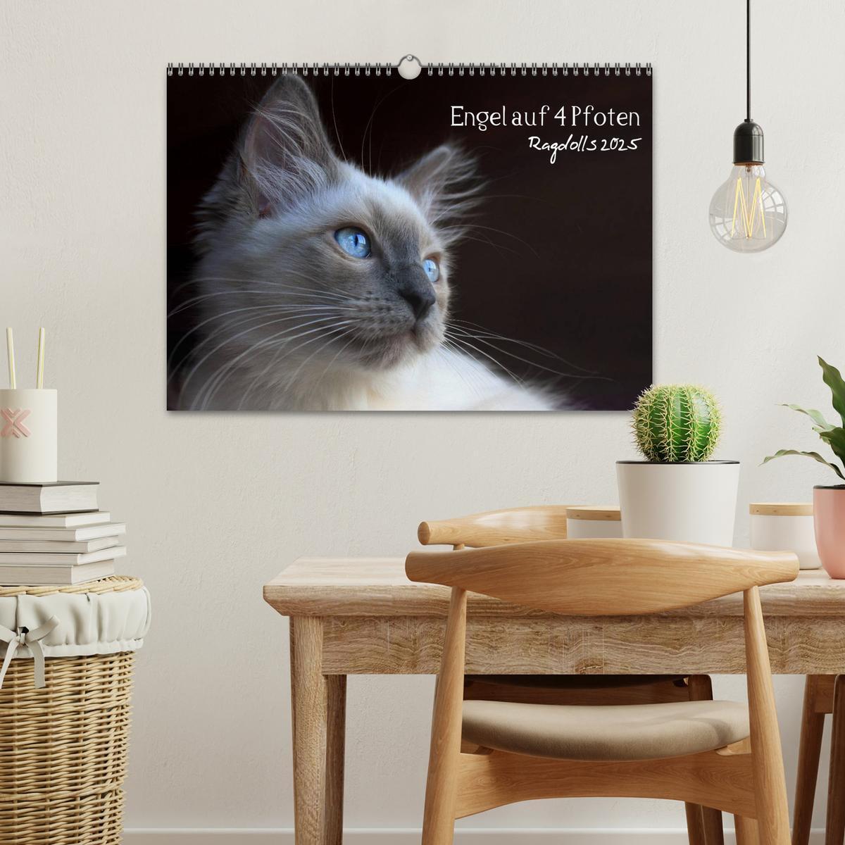 Bild: 9783435745548 | Engel auf 4 Pfoten - Ragdolls 2025 (Wandkalender 2025 DIN A3 quer),...