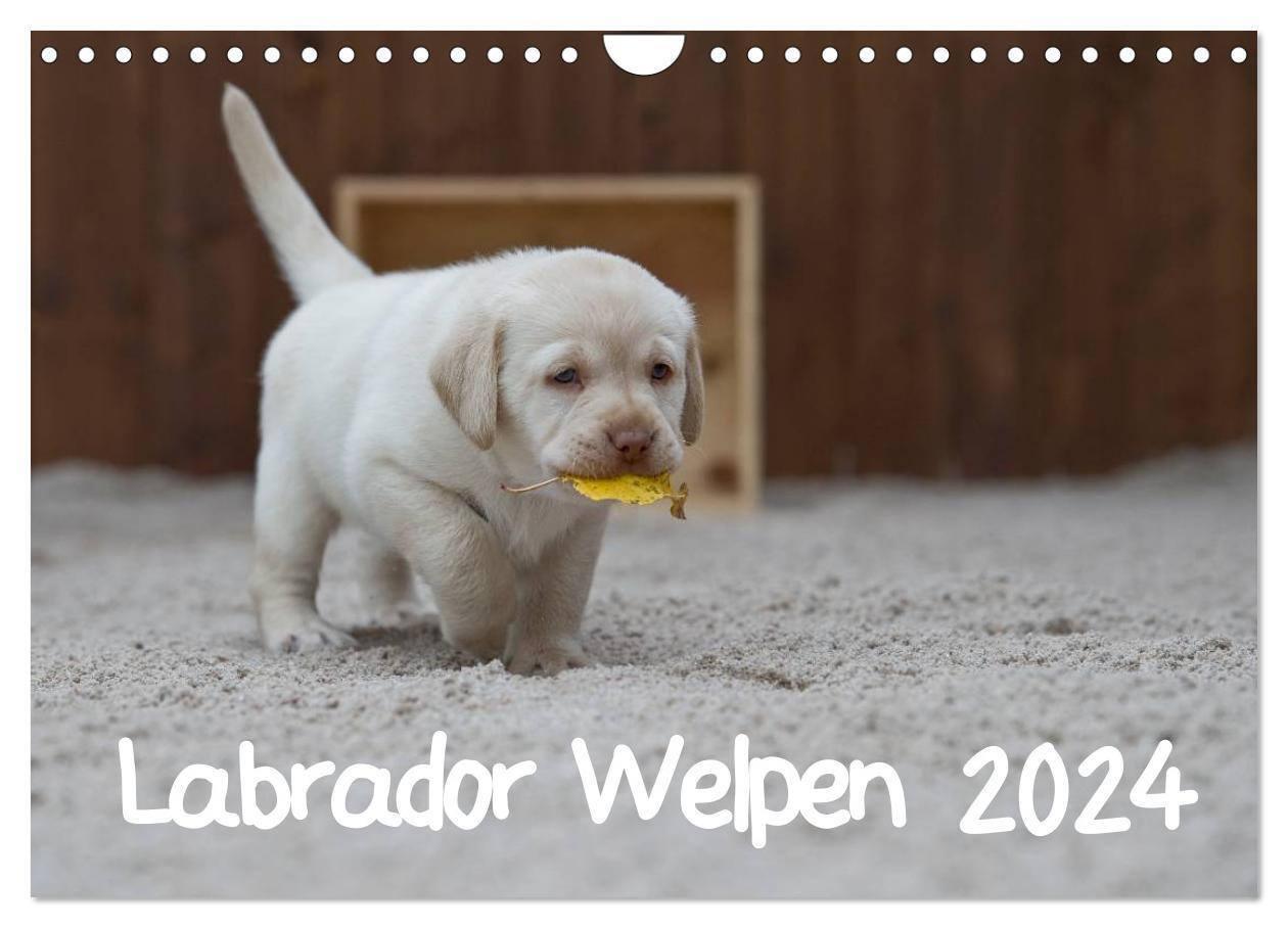 Cover: 9783383509148 | Labrador Welpen (Wandkalender 2024 DIN A4 quer), CALVENDO...