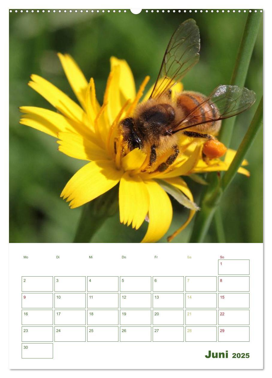 Bild: 9783457030011 | Bienen-Terminplaner 2025 (Wandkalender 2025 DIN A2 hoch), CALVENDO...