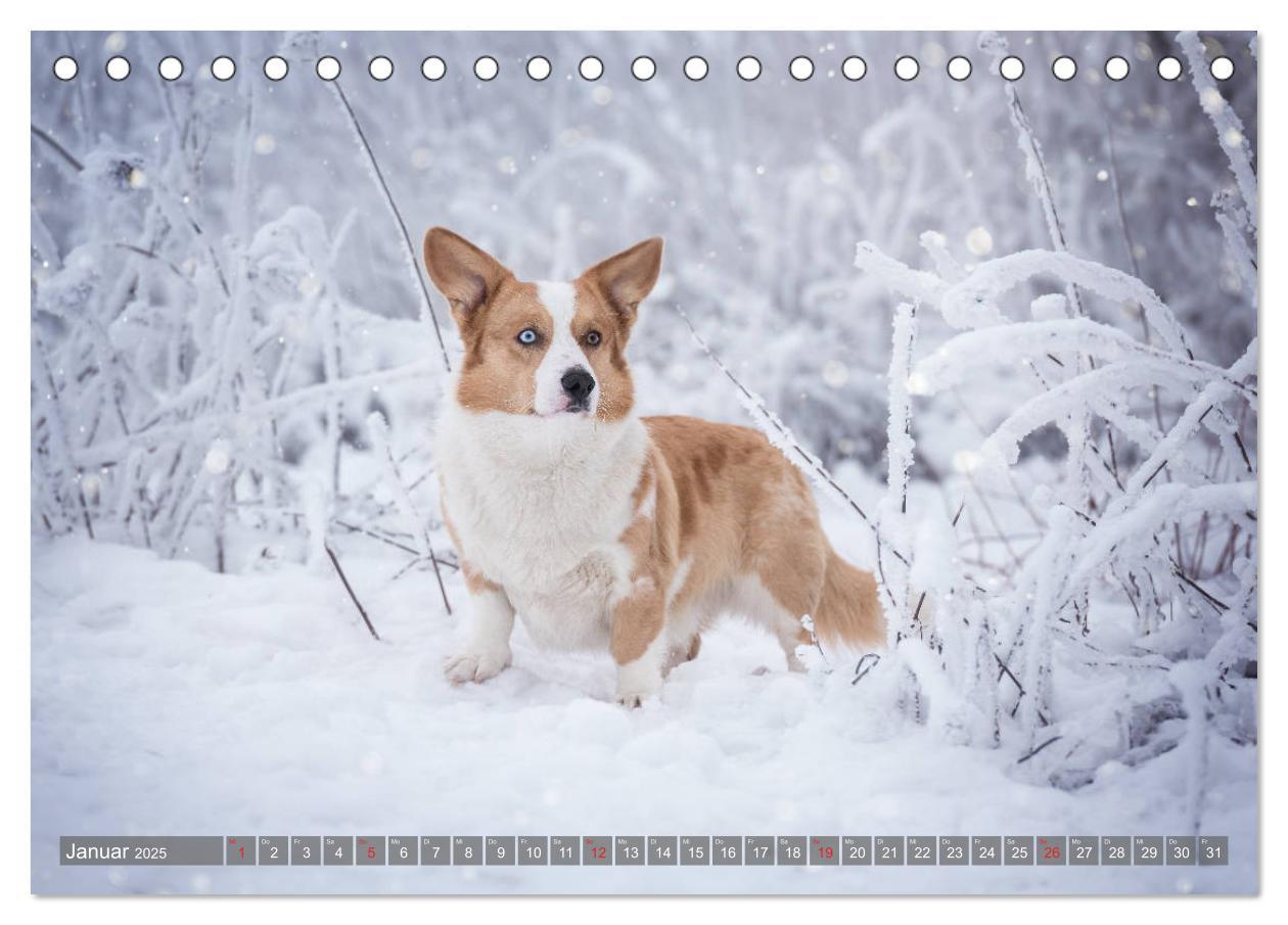 Bild: 9783435117925 | Welsh Corgi - Der Kobold unter den Hunden (Tischkalender 2025 DIN...