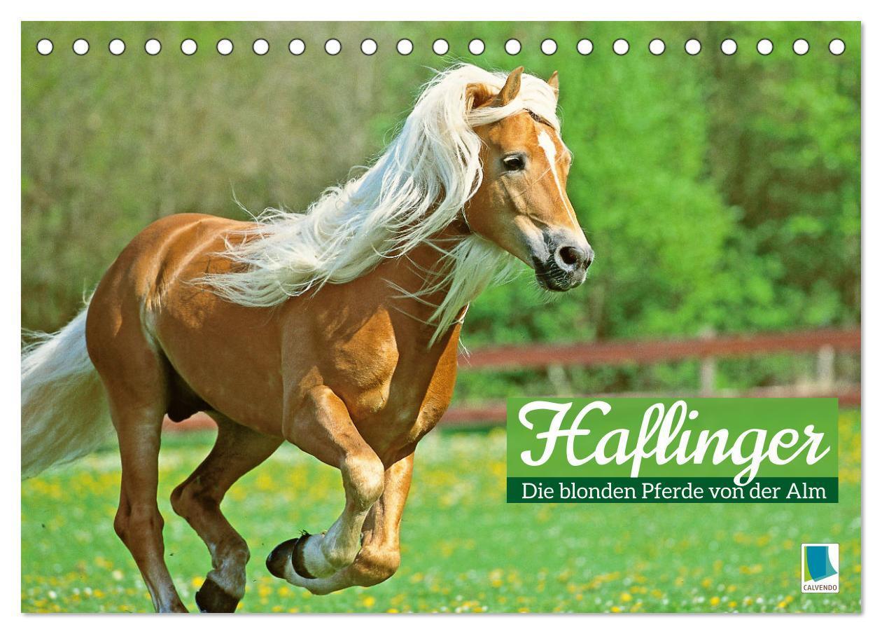 Cover: 9783383653193 | Haflinger: Die blonden Pferde von der Alm (Tischkalender 2024 DIN...