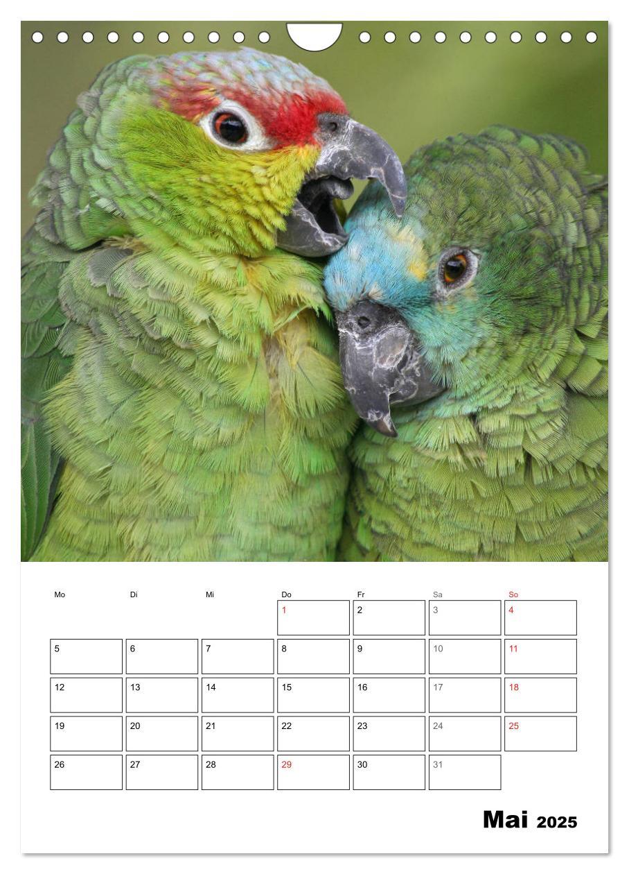 Bild: 9783435985418 | Papageien - Graupapagei, Rosella und Co. (Wandkalender 2025 DIN A4...