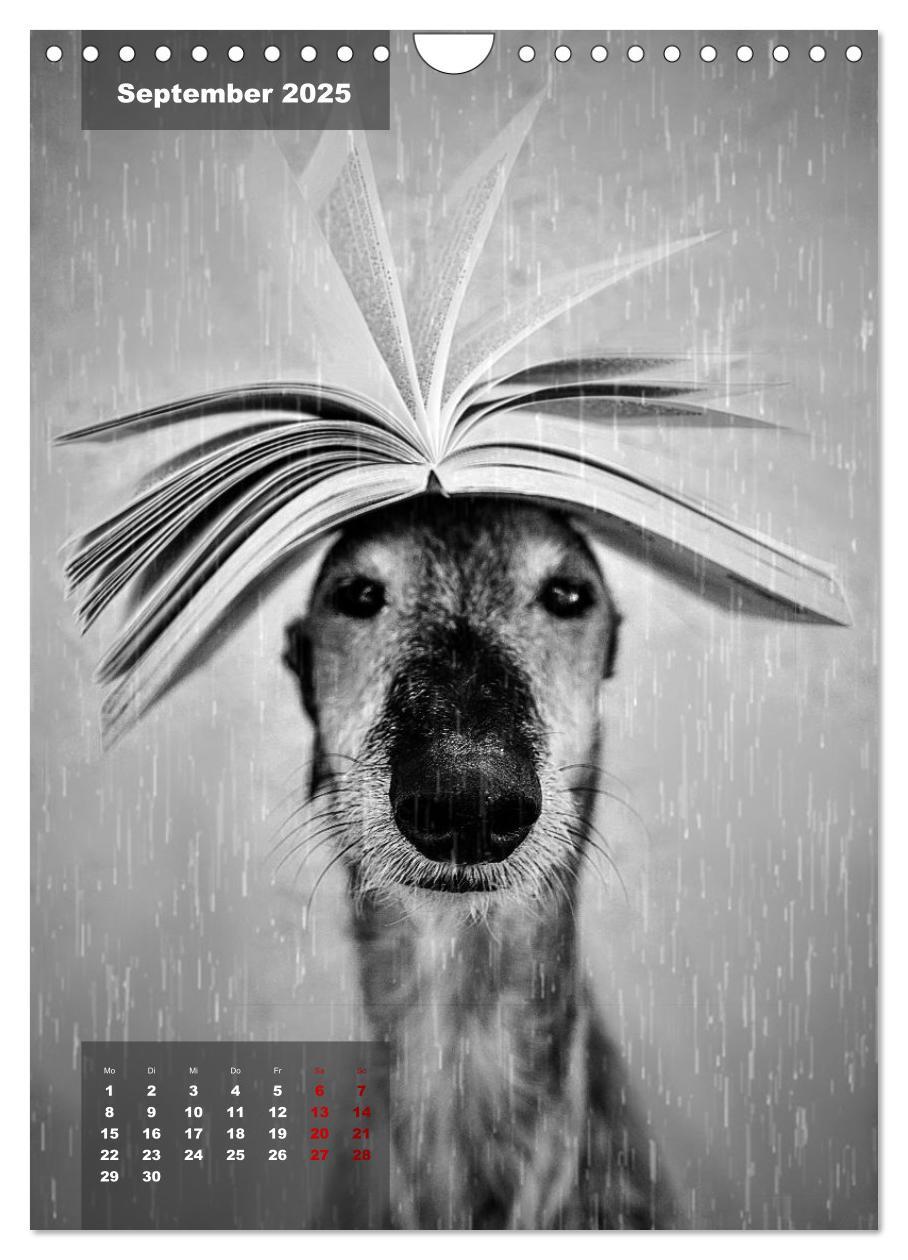 Bild: 9783435933419 | UNDERDOG - Windhundportraits (Wandkalender 2025 DIN A4 hoch),...