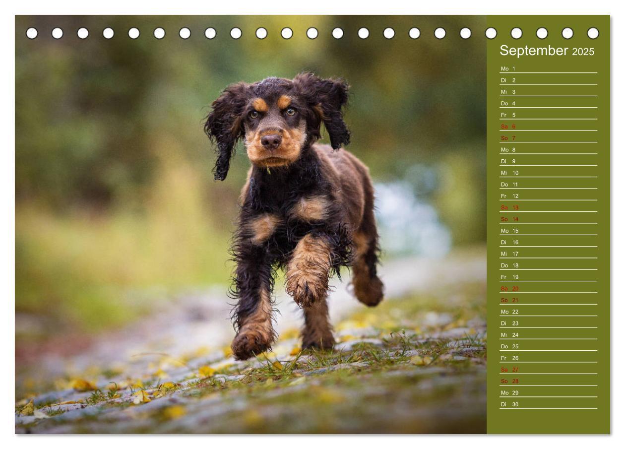 Bild: 9783435328925 | Englische Cocker Spaniel Welpen (Tischkalender 2025 DIN A5 quer),...