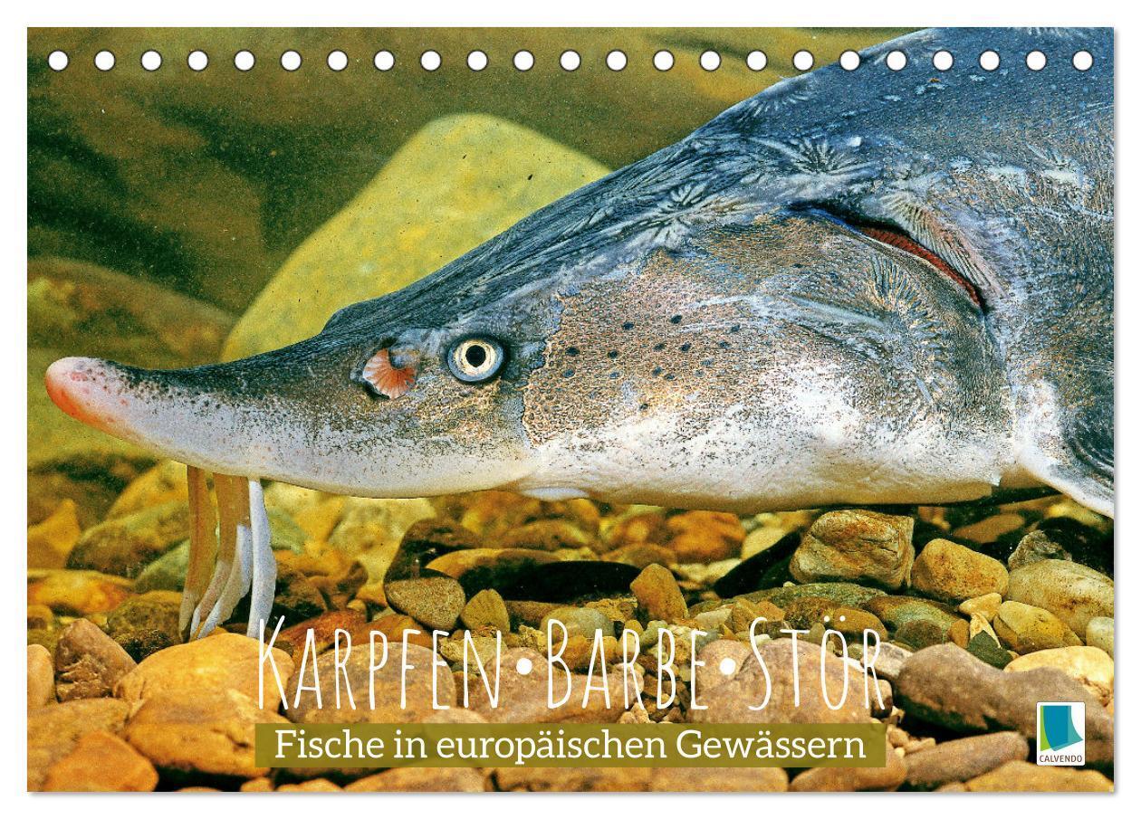 Cover: 9783383687914 | Karpfen, Barbe, Stör: Fische in europäischen Gewässern...