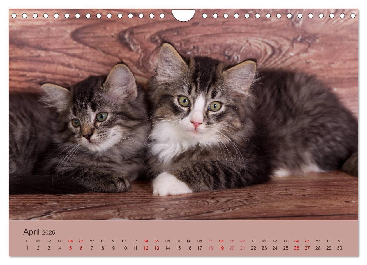 Bild: 9783435341627 | Flauschige Ragdoll Kitten (Wandkalender 2025 DIN A4 quer), CALVENDO...