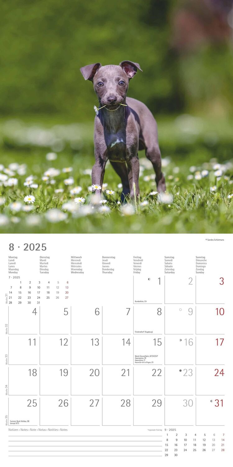 Bild: 4251732340650 | Hunde 2025 - Broschürenkalender 30x30 cm (30x60 geöffnet) -...