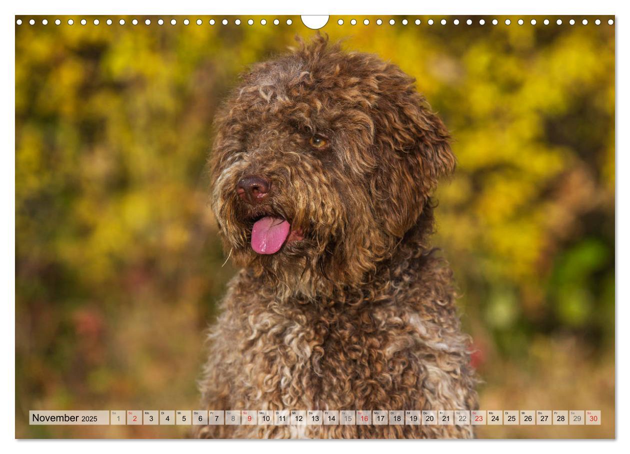 Bild: 9783435312399 | Lagotto Romagnolo - Ein Hund zum Verlieben (Wandkalender 2025 DIN...