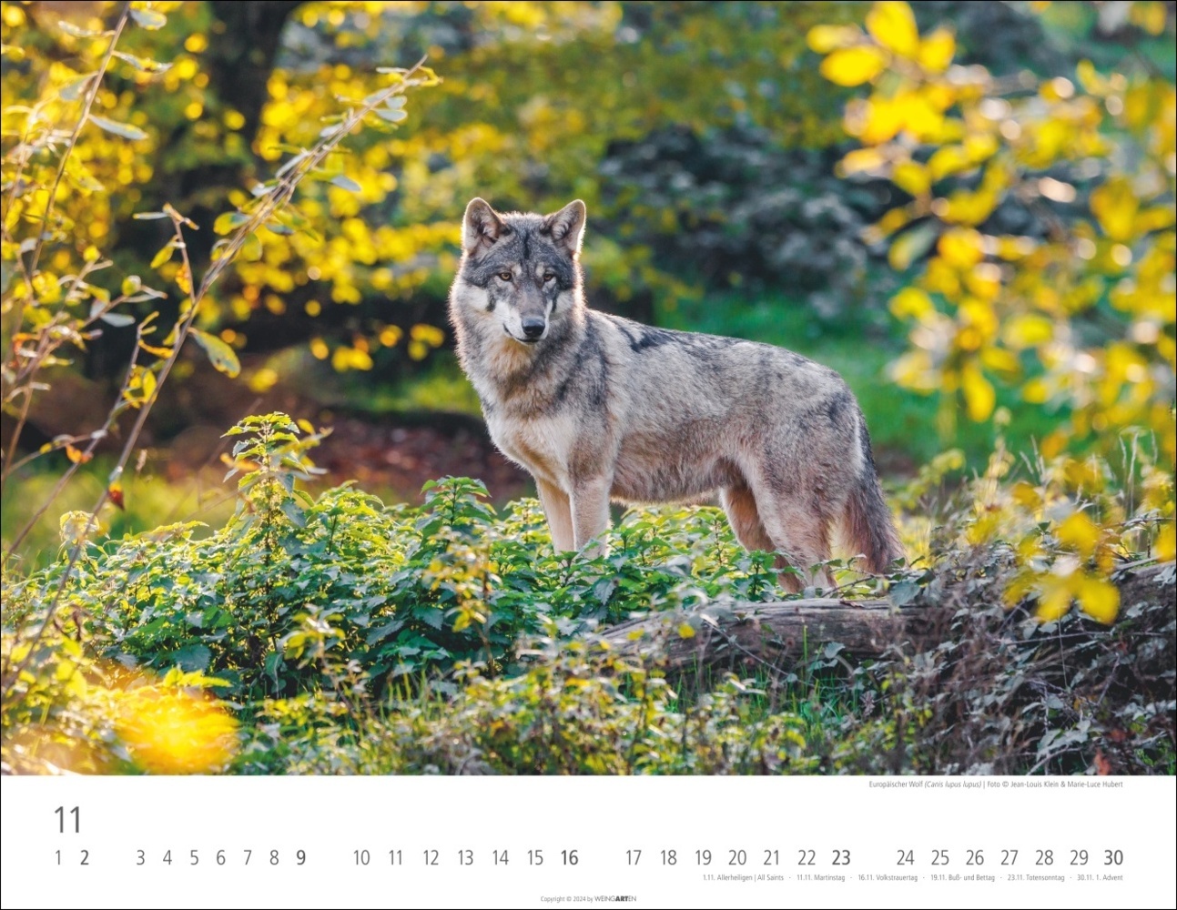 Bild: 9783839901144 | Heimische Wildtiere Kalender 2025 | Kalender | Spiralbindung | 14 S.